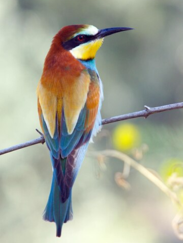 Do You Know Which is the tiniest bird in the world?