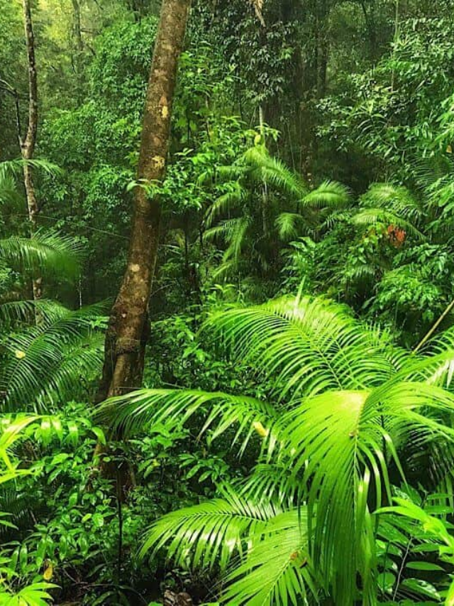 Top 8 Largest Forests in the world